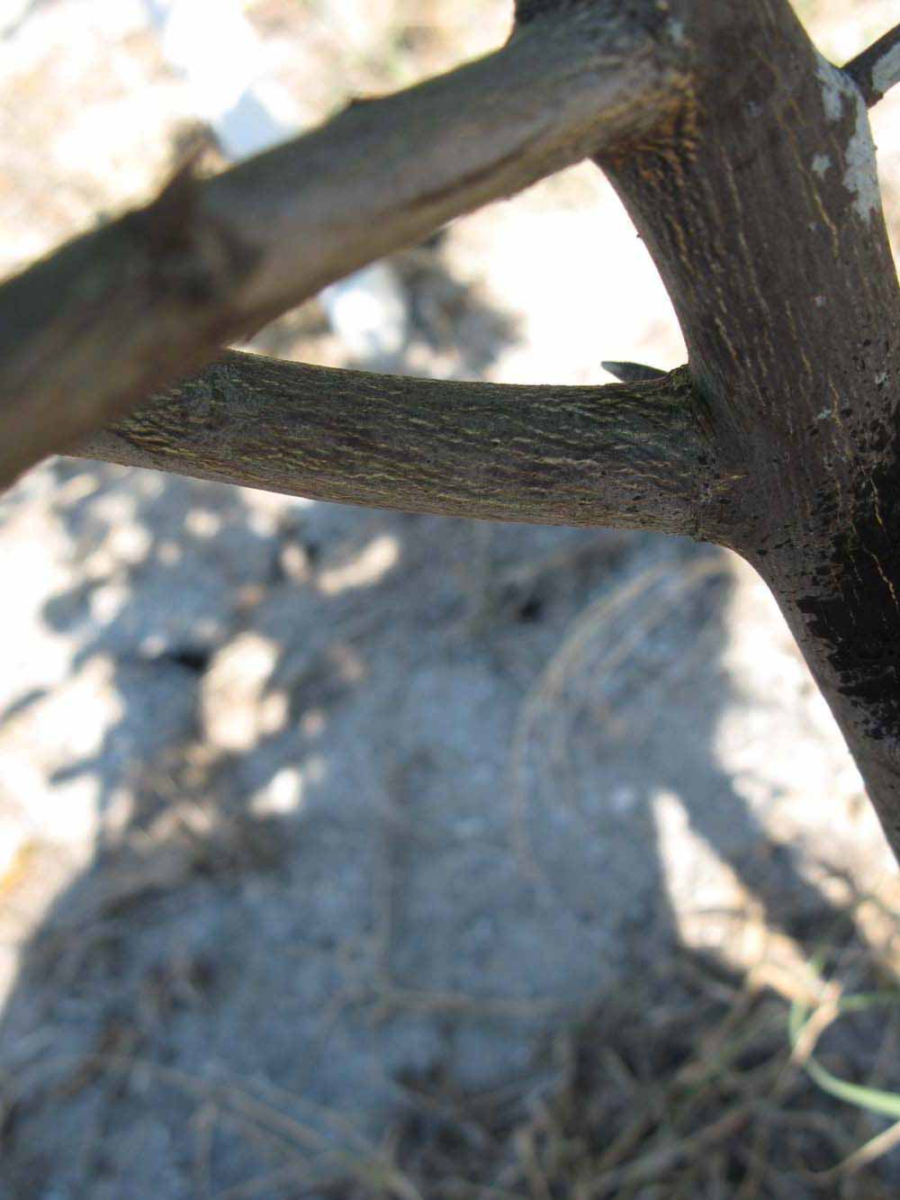              Second - third year twig (Winter Haven, FL)       